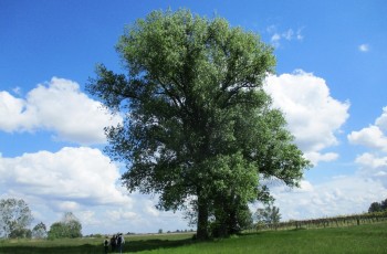 tájkép Kiskunság